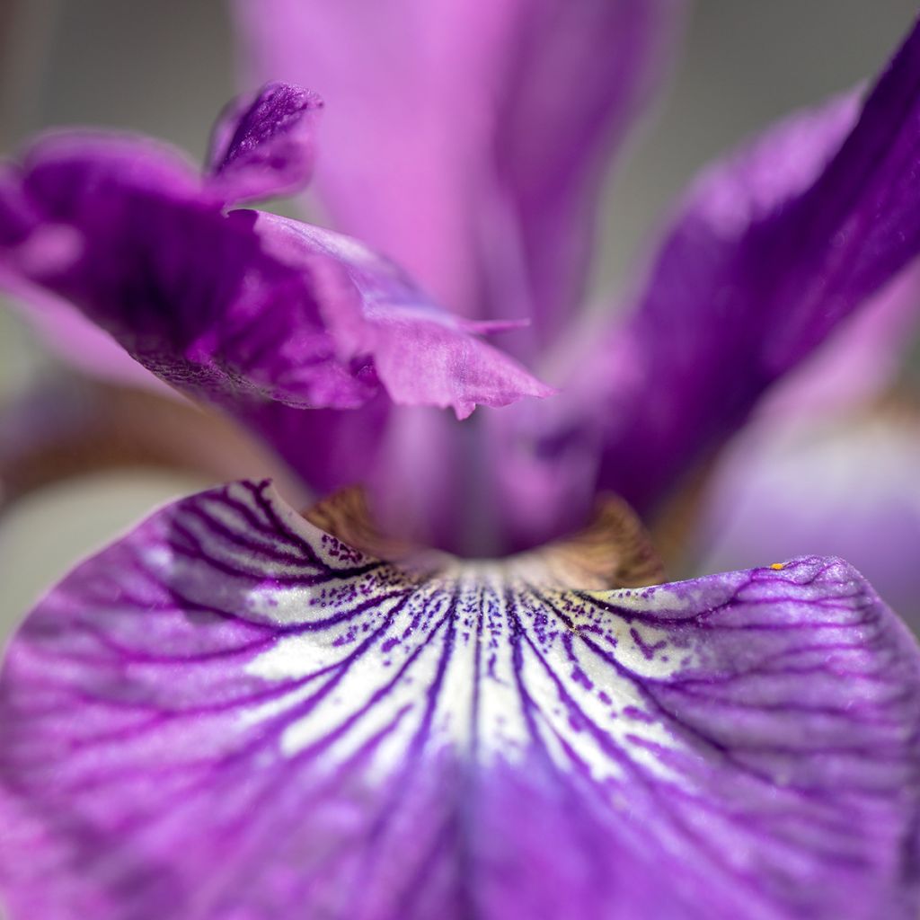 Iris sibirica Sparkling Rose