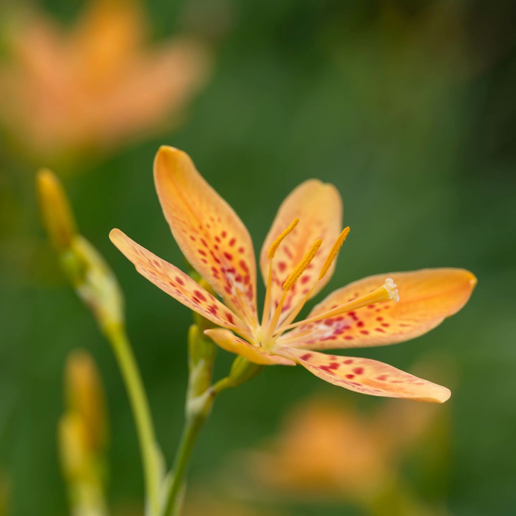 Belamcanda chinensis