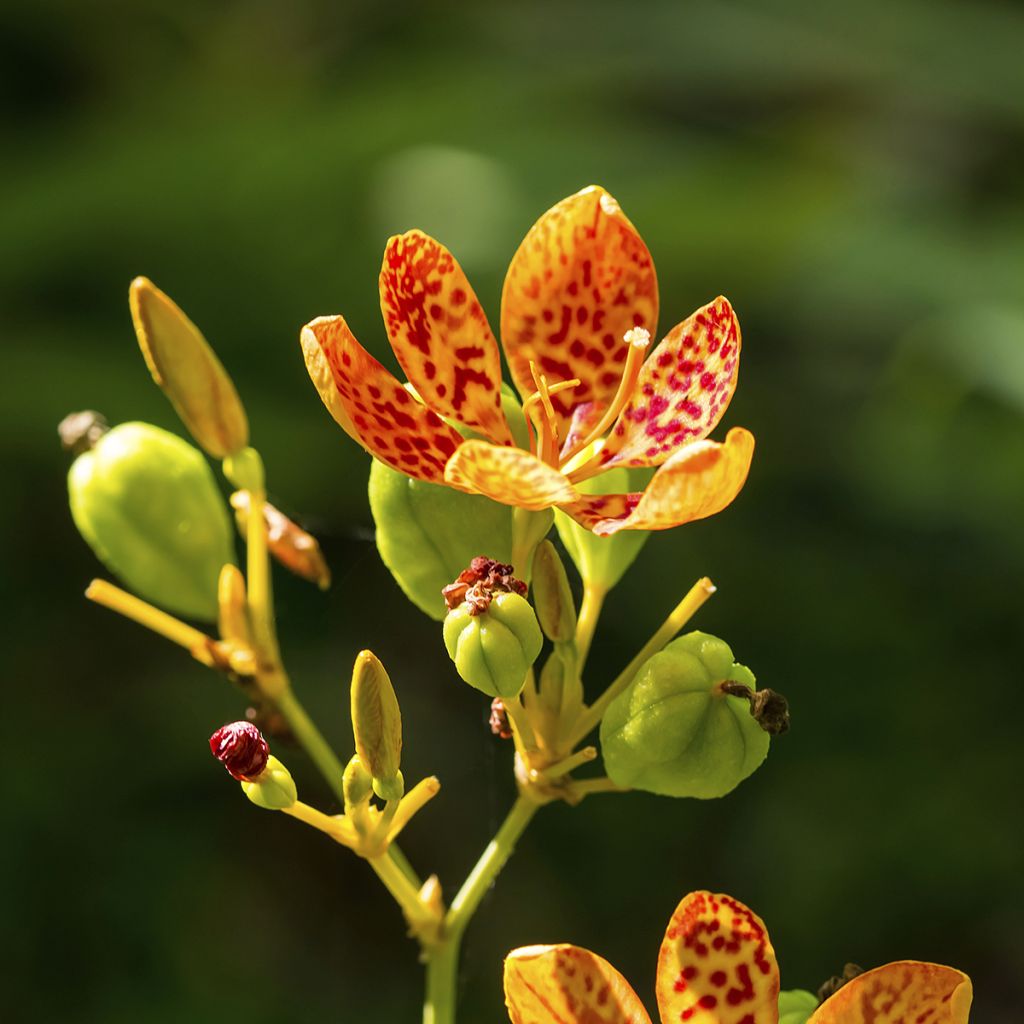 Belamcanda chinensis