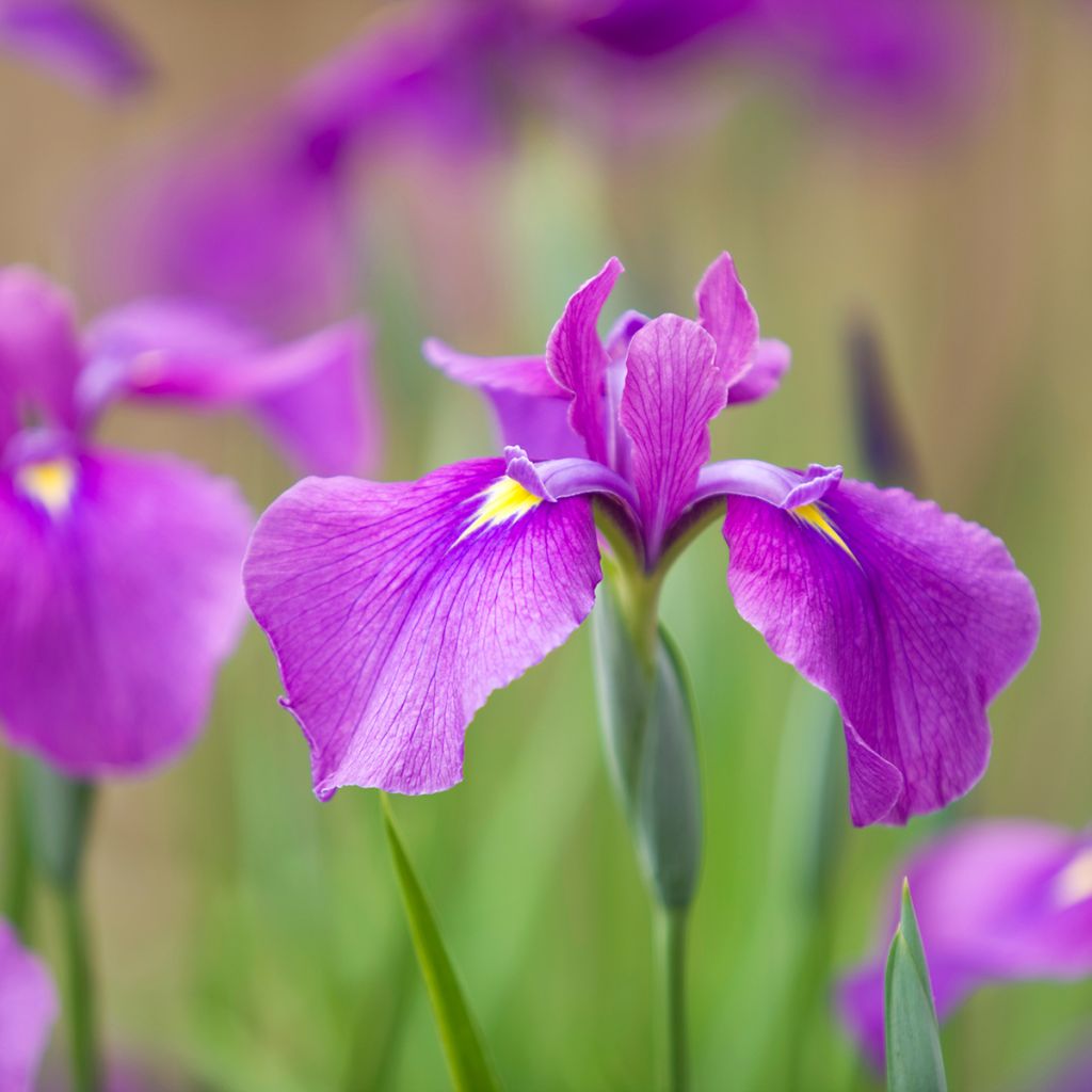 Iris ensata Sea of Amethyst - Japanese Water Iris