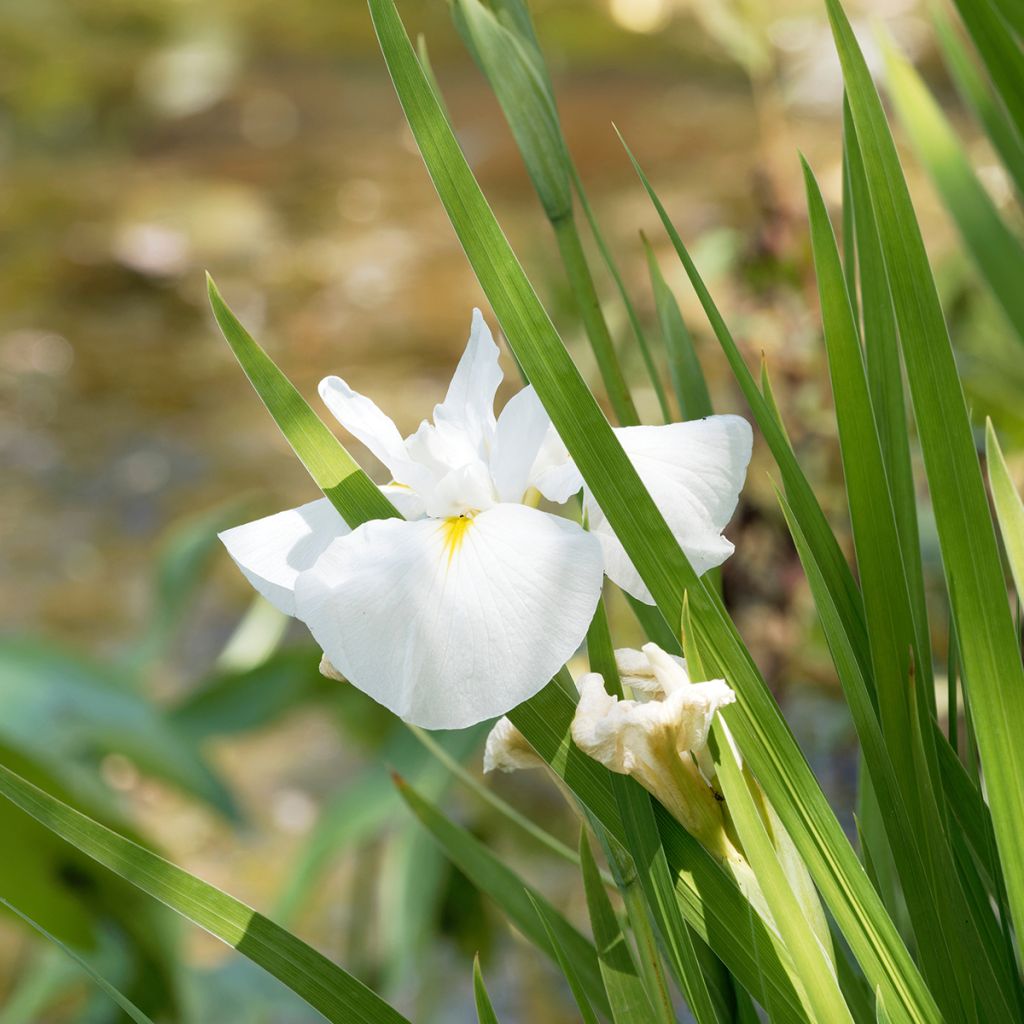 Iris ensata Diamant - Japanese Water Iris