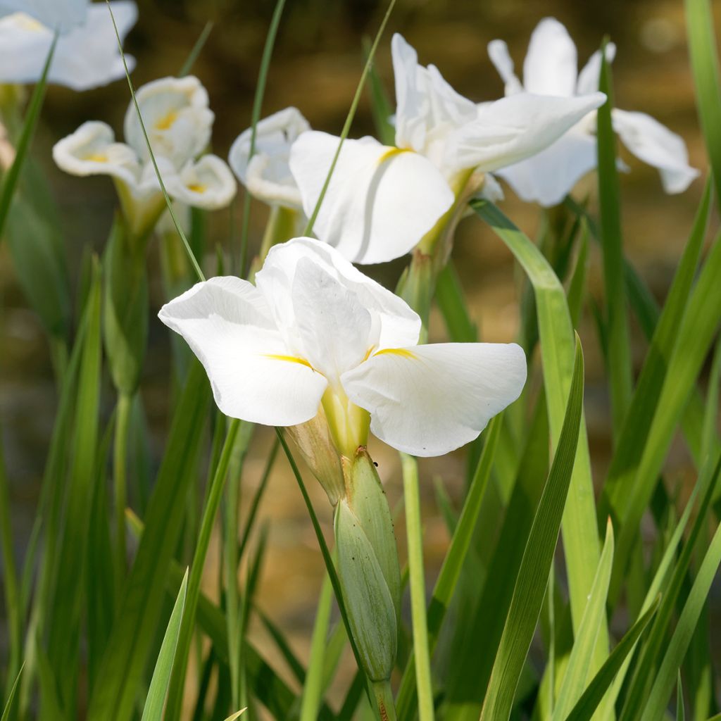 Iris ensata Diamant - Japanese Water Iris