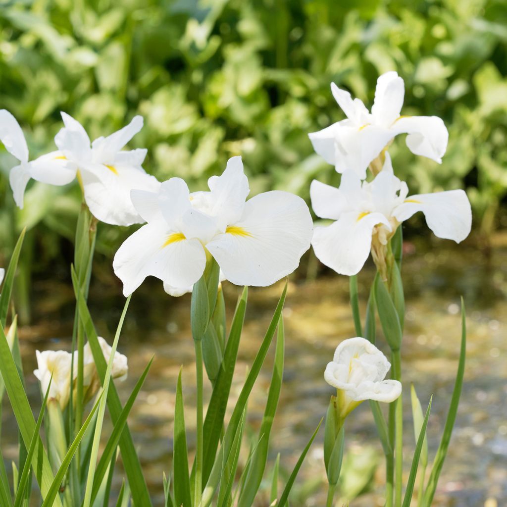 Iris ensata Diamant - Japanese Water Iris