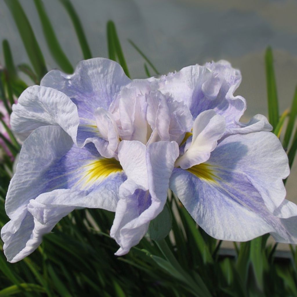 Iris ensata Dinner Plate Ice Cream - Japanese Water Iris