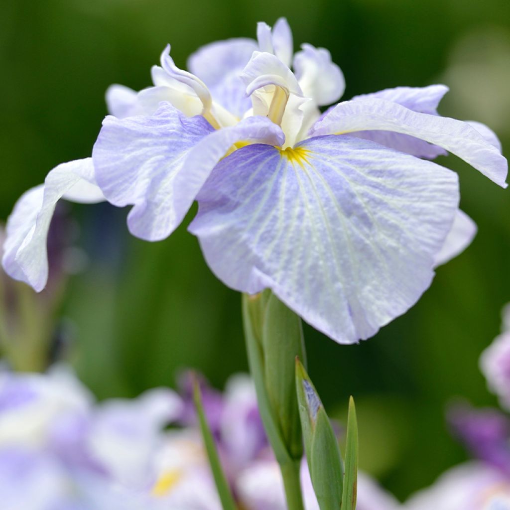 Iris ensata Dinner Plate Ice Cream - Japanese Water Iris