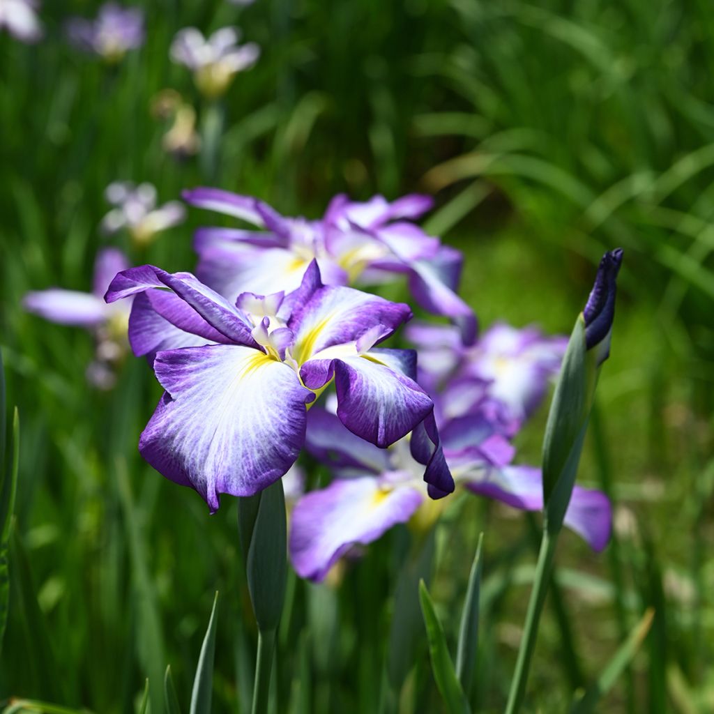 Iris ensata Gracieuse - Japanese Water Iris
