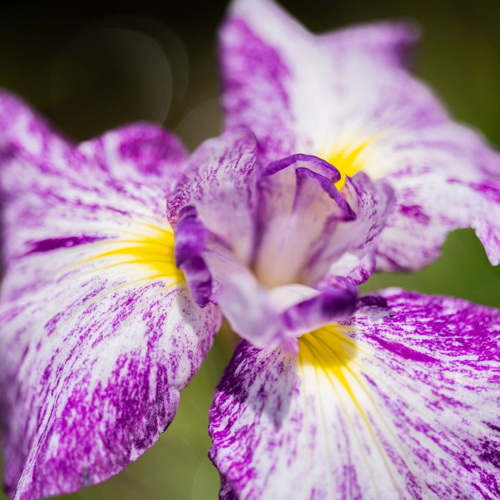 Iris du Japon - Iris ensata Harlequinesque