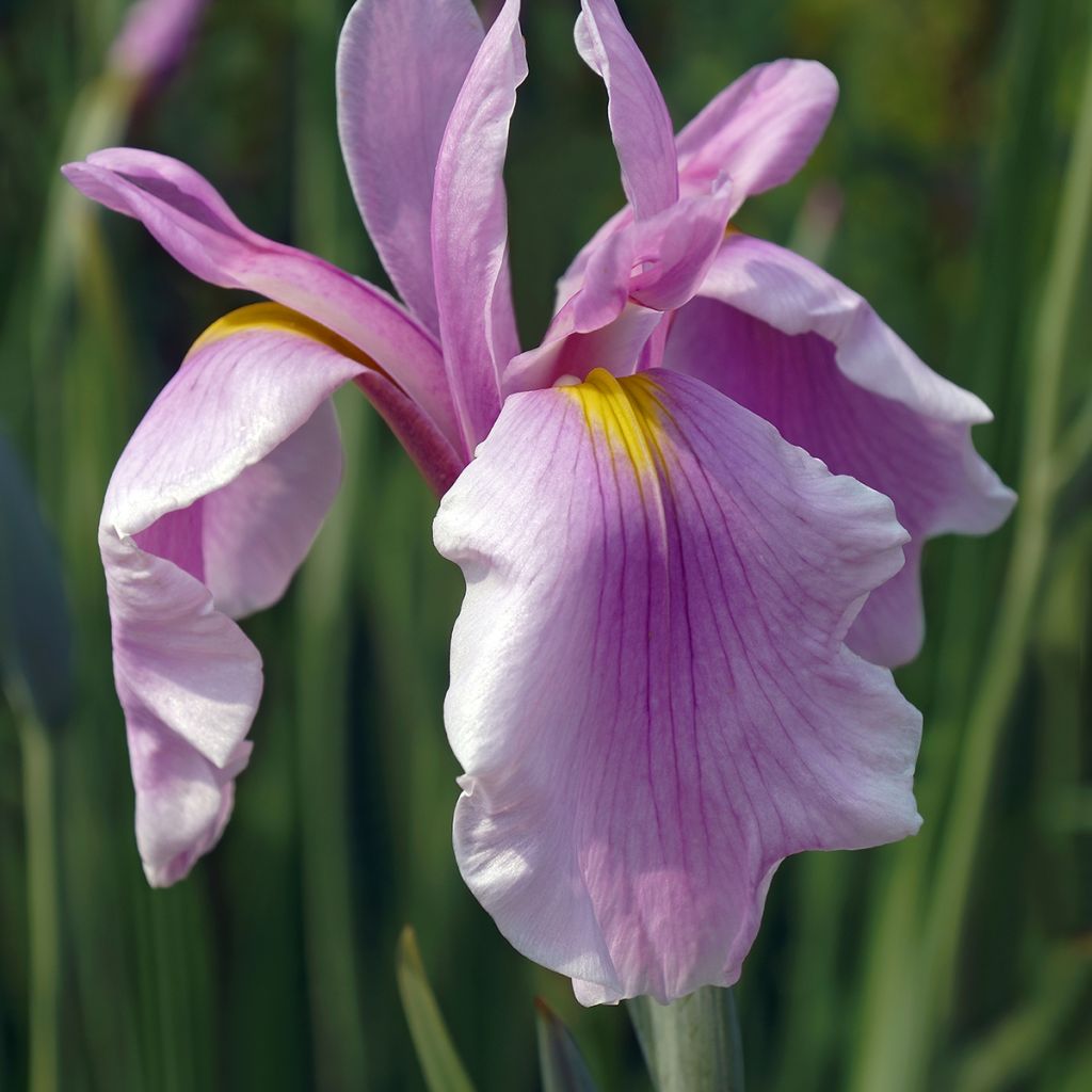 Iris ensata Rose Queen - Japanese Water Iris