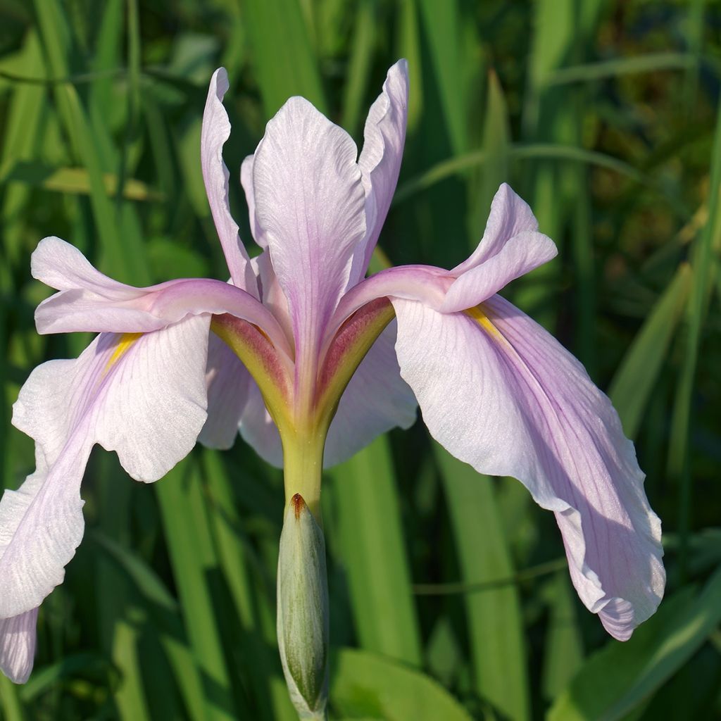 Iris ensata Rose Queen - Japanese Water Iris