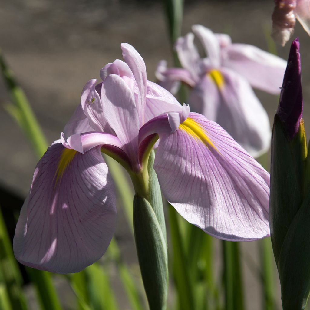 Iris ensata Rose Queen - Japanese Water Iris