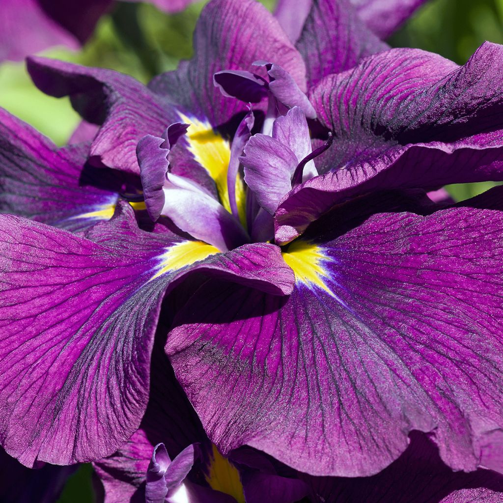 Iris ensata Variegata - Japanese Water Iris