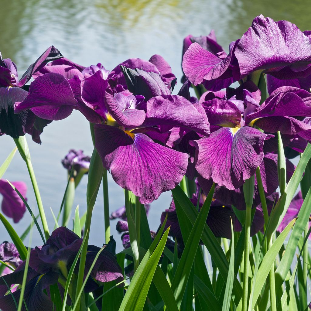 Iris ensata Variegata - Japanese Water Iris