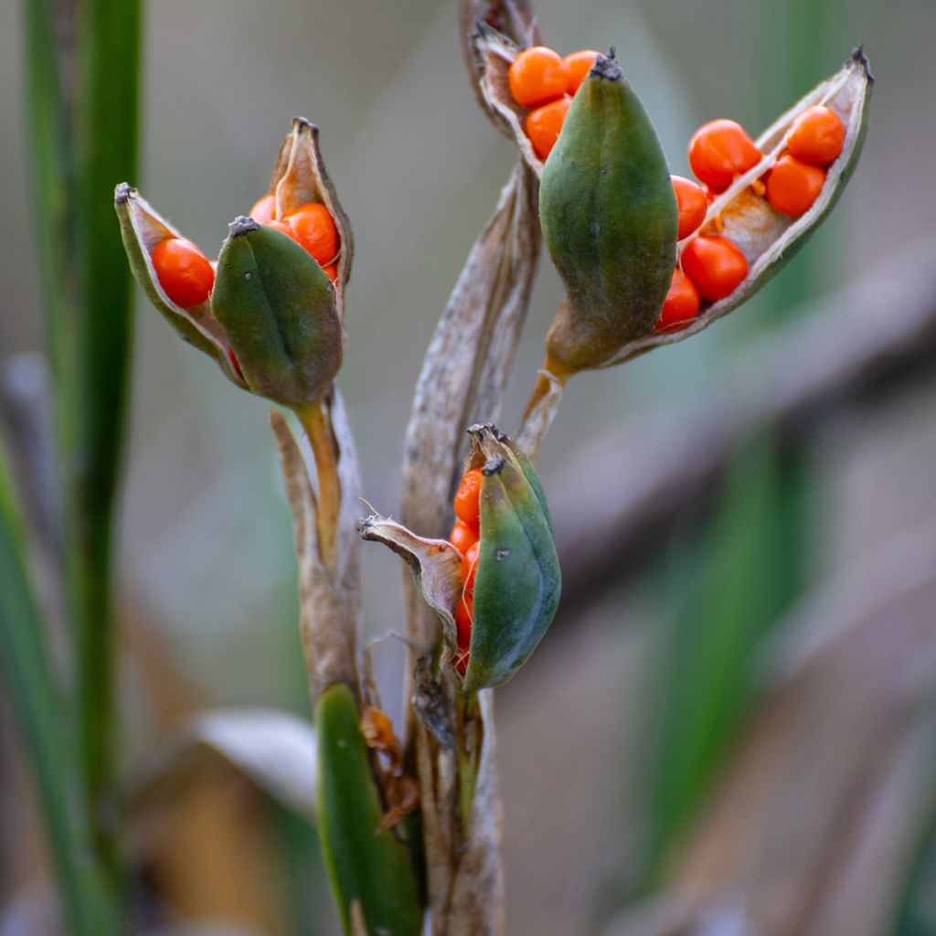 Iris foetidissima - Stinking Iris