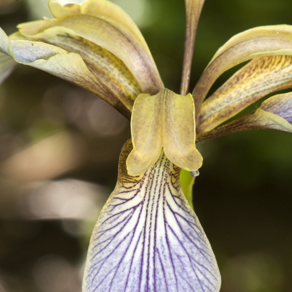 Iris foetidissima - Stinking Iris