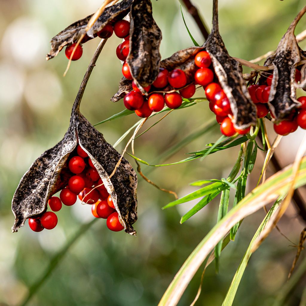 Iris foetidissima - Stinking Iris