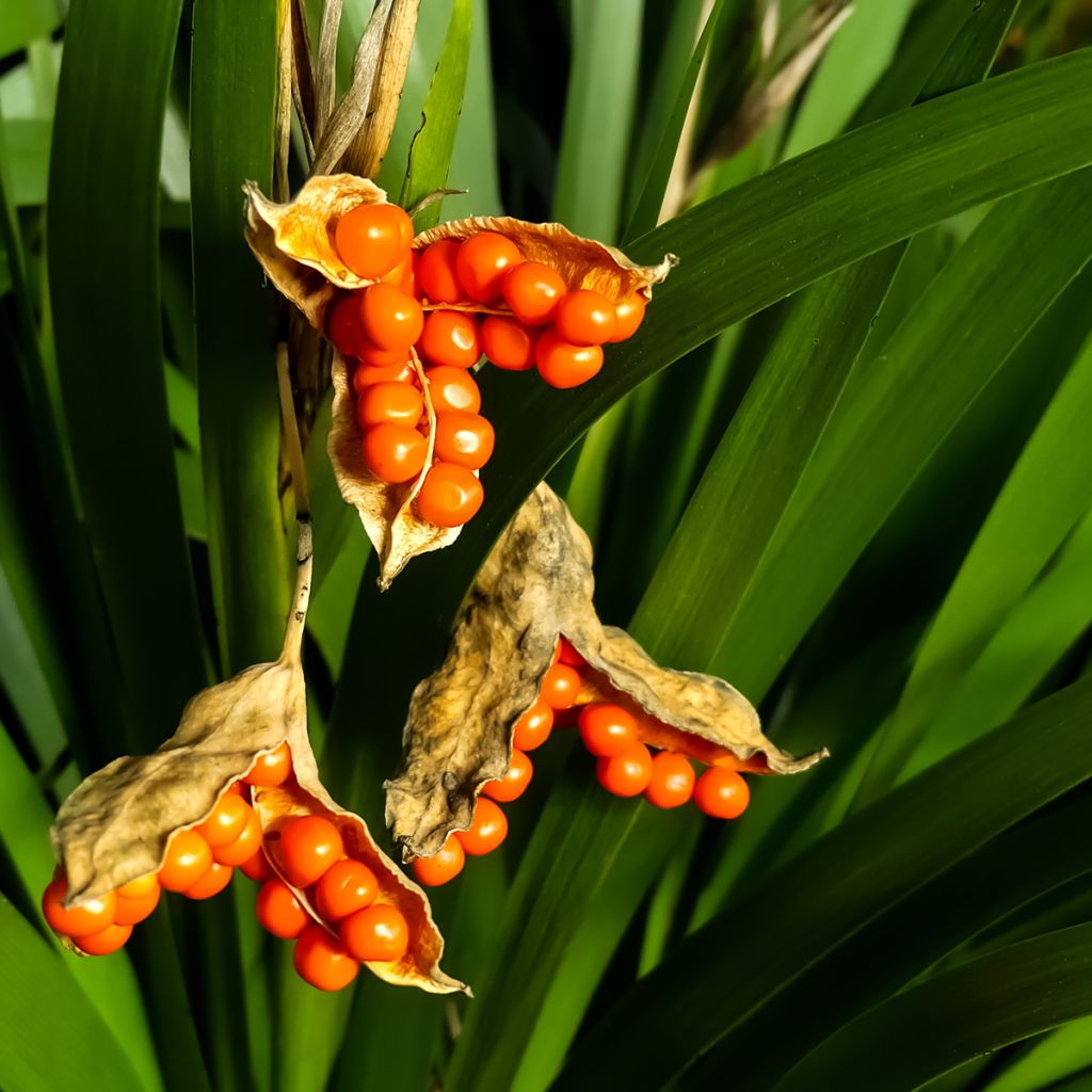 Iris foetidissima - Stinking Iris