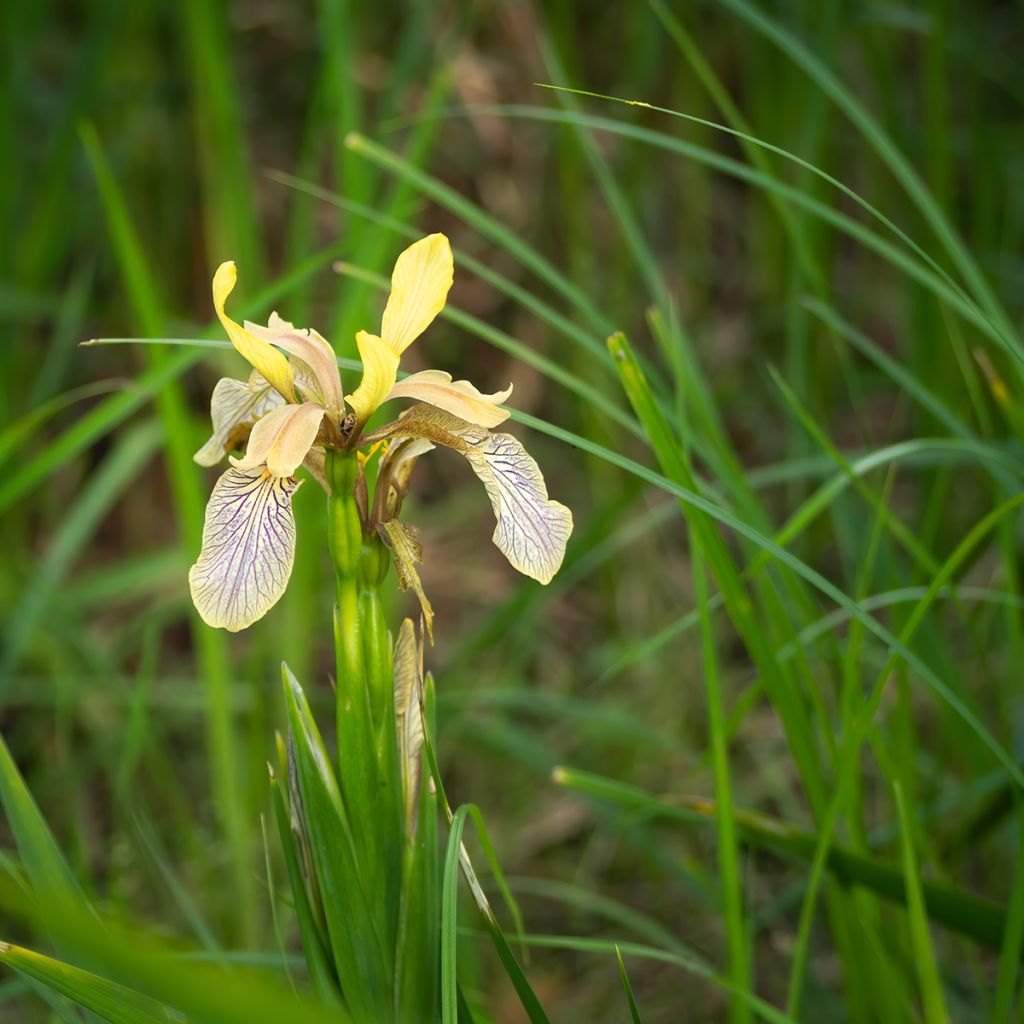 Iris foetidissima - Stinking Iris