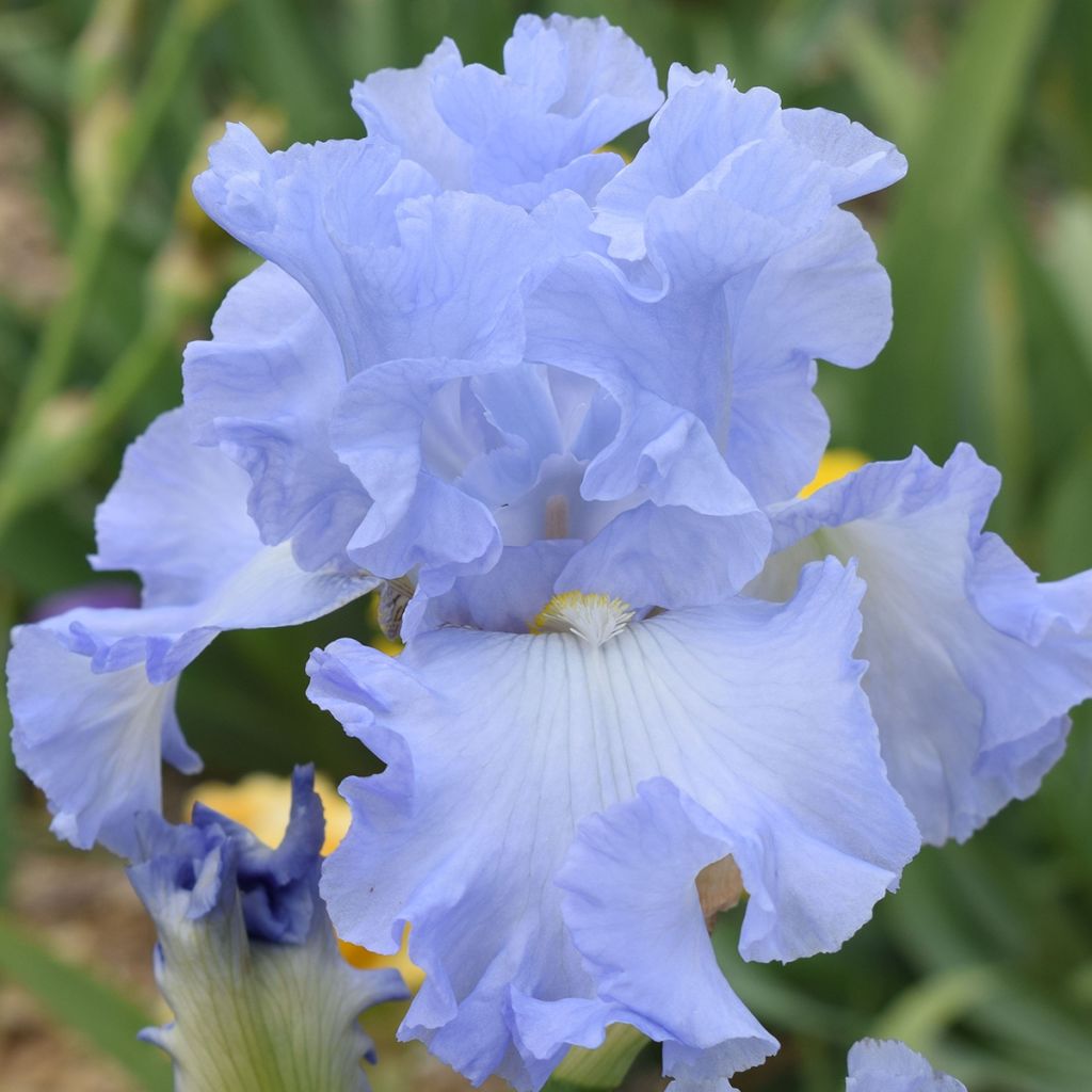 Iris germanica Above The Clouds - Iris des Jardins