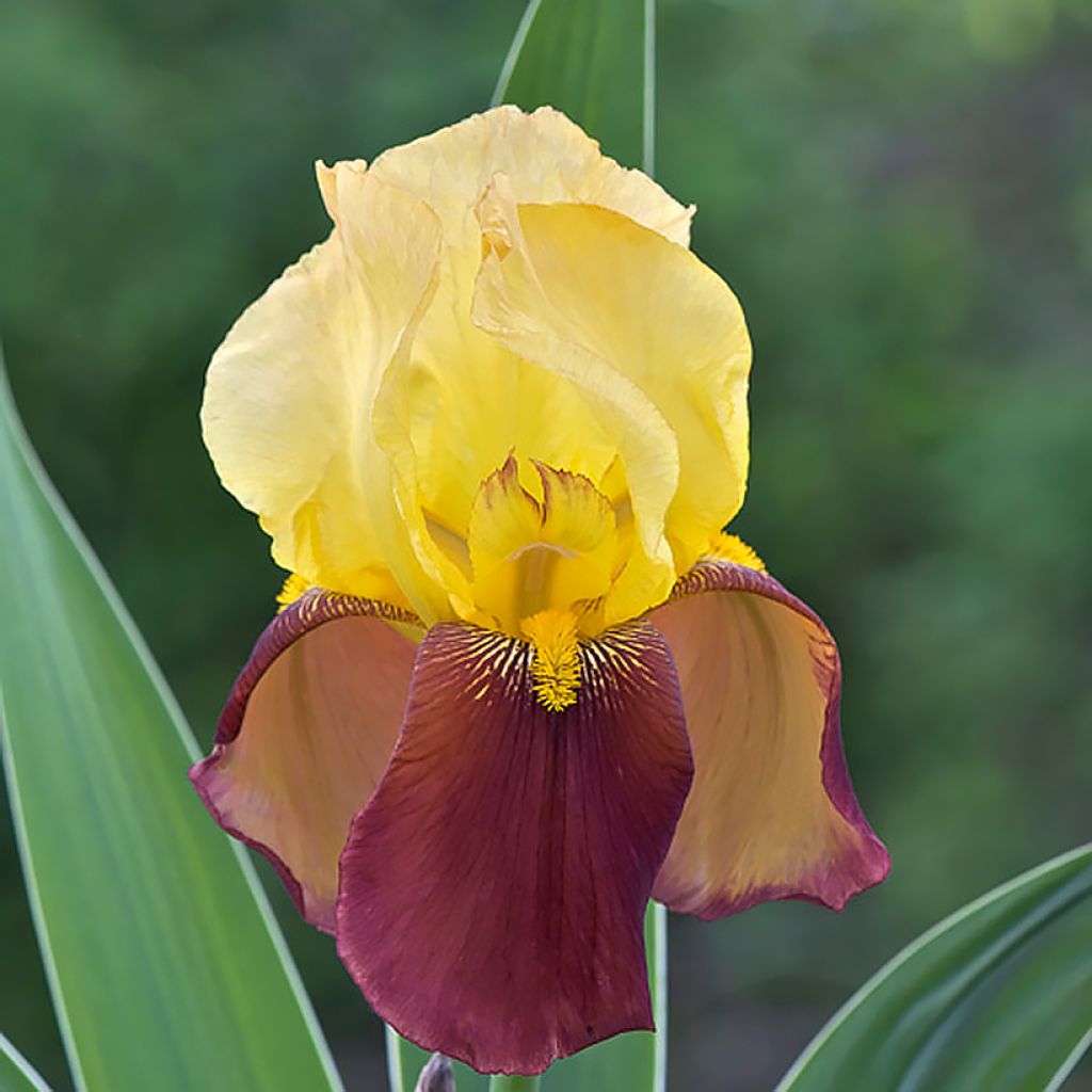 Iris germanica Accent Variegata - Bearded Iris