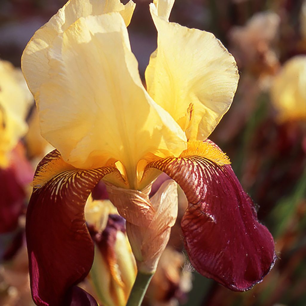 Iris germanica Accent Variegata - Bearded Iris