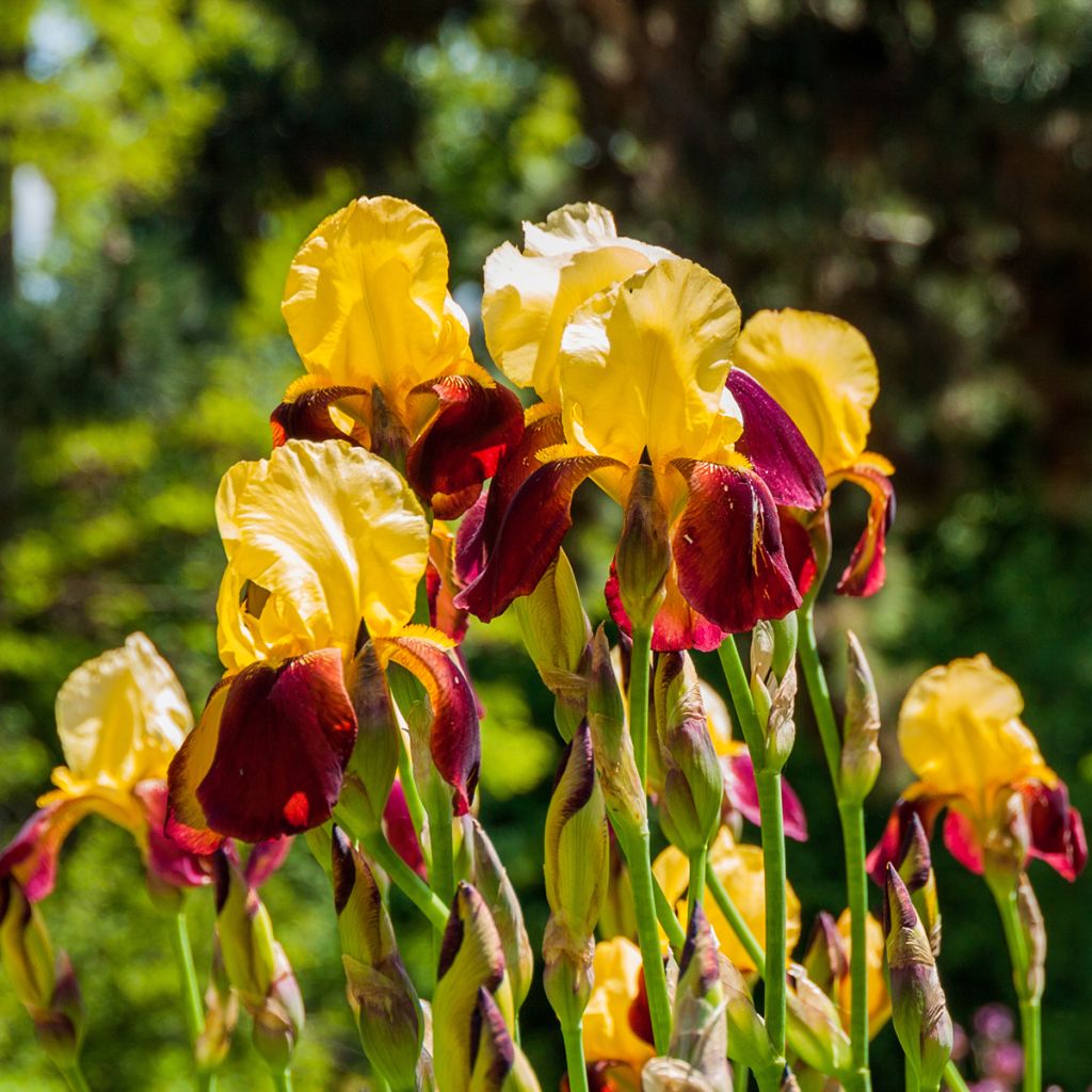 Iris germanica Accent Variegata - Bearded Iris