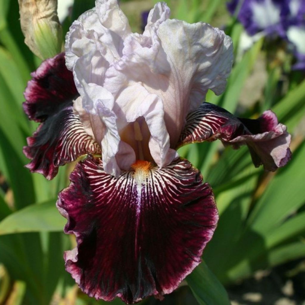 Iris germanica Amethyst Dancer - Bearded Iris