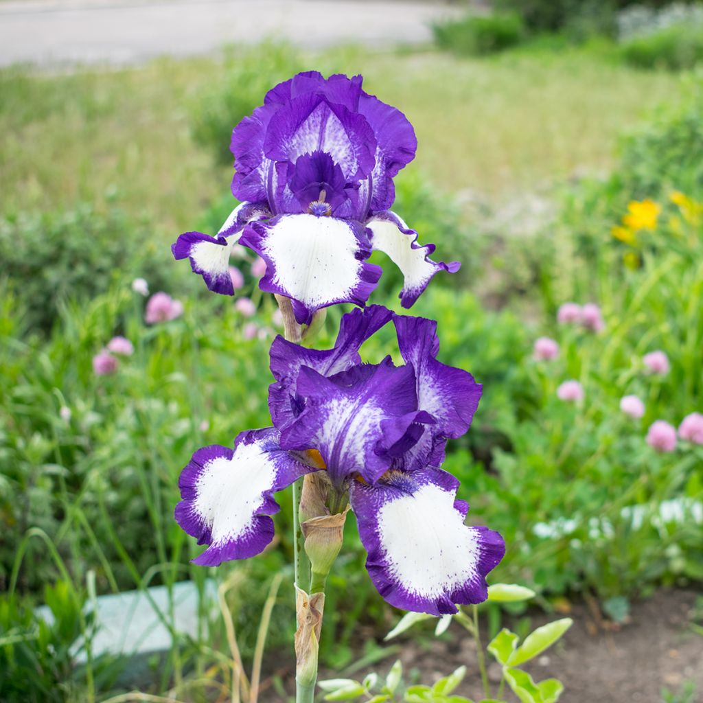 Iris germanica Art Deco - Bearded Iris