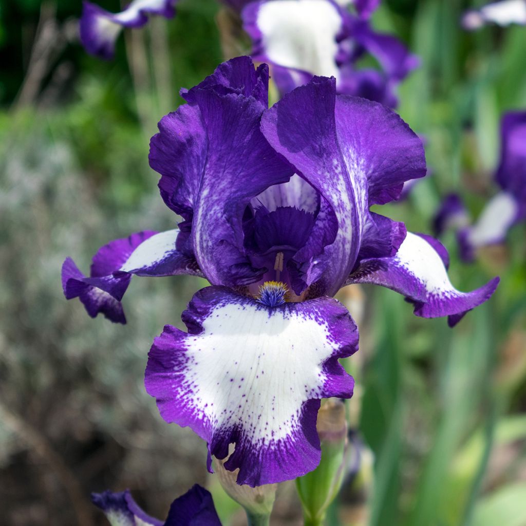 Iris germanica Art Deco - Bearded Iris