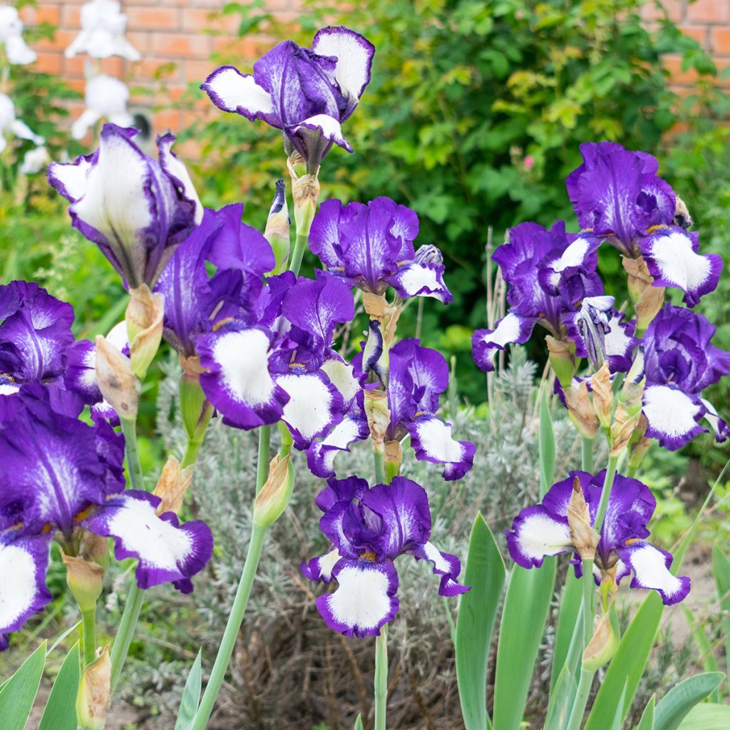 Iris germanica Art Deco - Bearded Iris