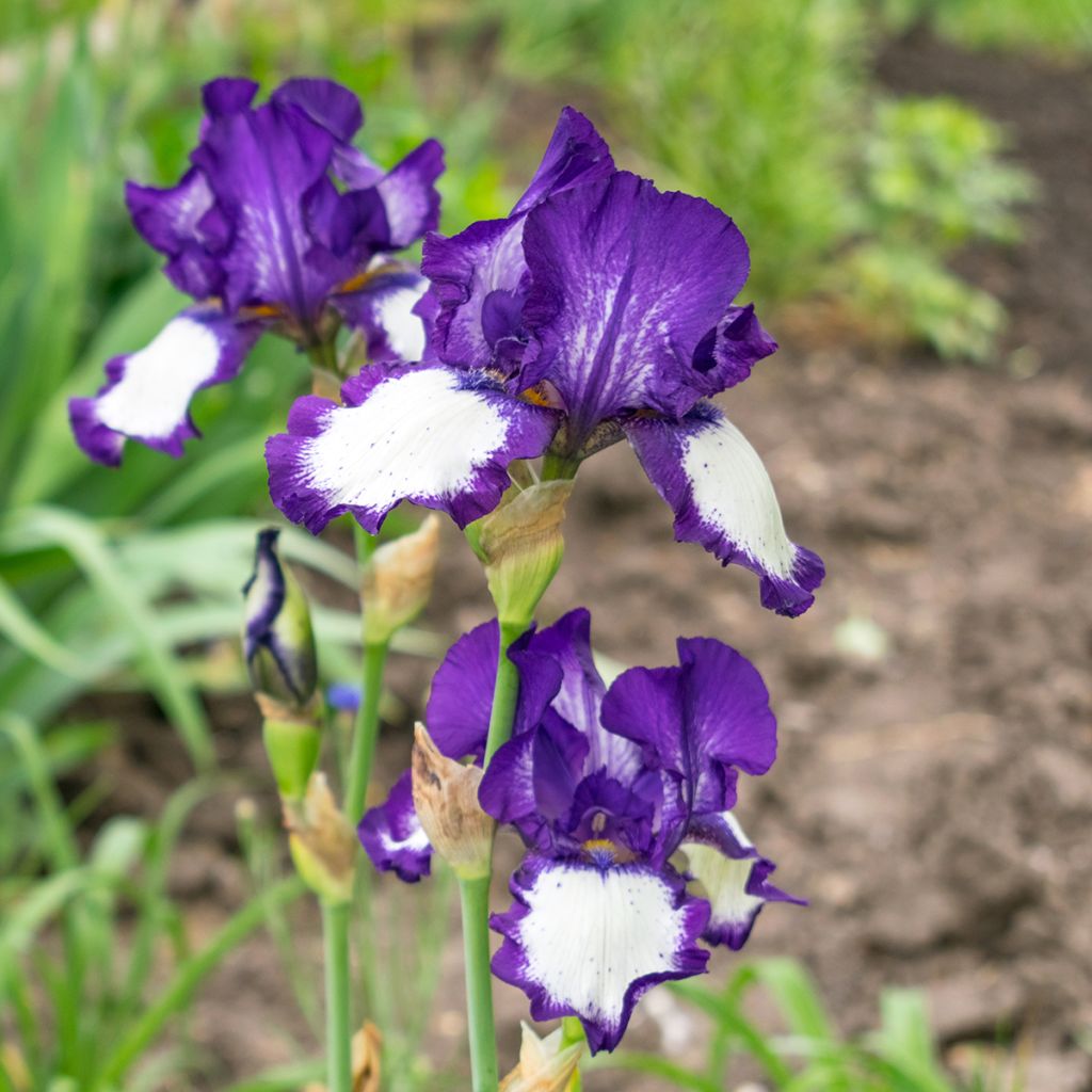 Iris germanica Art Deco - Bearded Iris