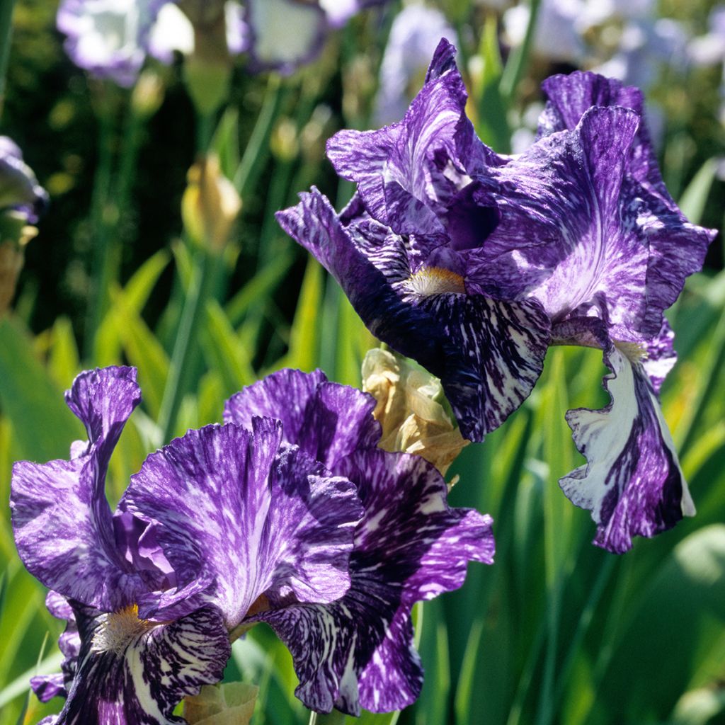 Iris germanica Batik - Bearded Iris