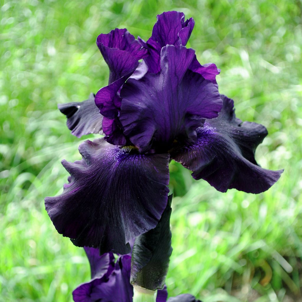 Iris germanica Black Suited - Bearded Iris