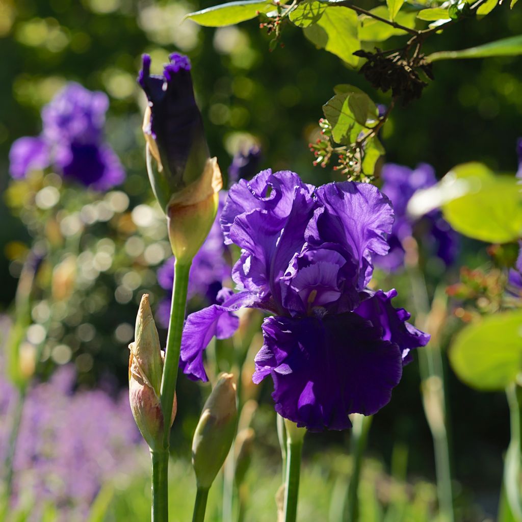 Iris germanica Blenheim Royal - Bearded Iris