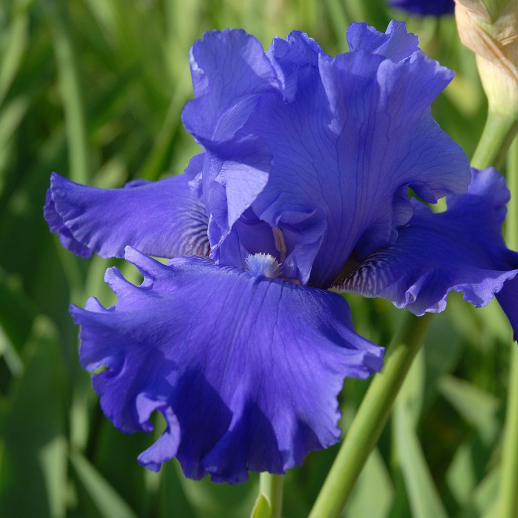 Iris germanica Blenheim Royal - Bearded Iris