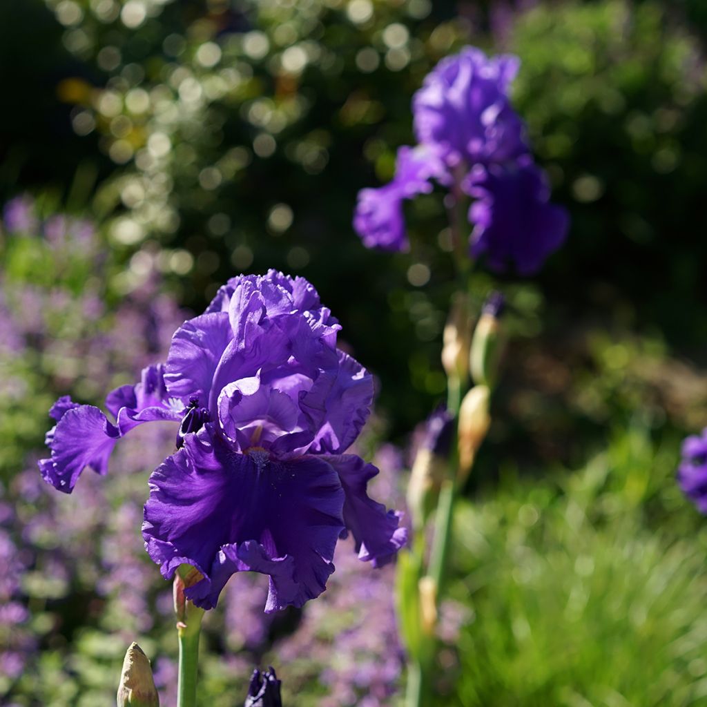 Iris germanica Blenheim Royal - Bearded Iris