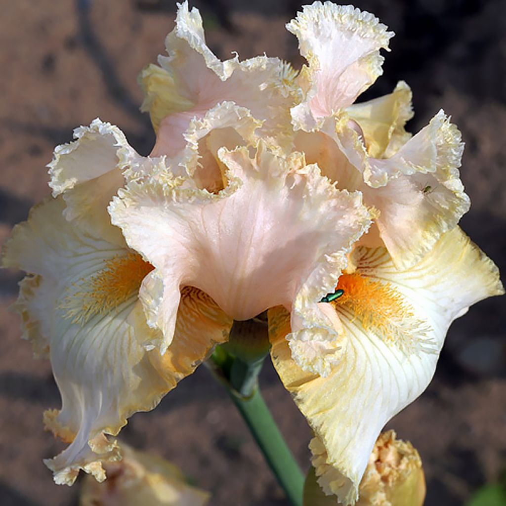 Iris germanica Buffy - Iris des Jardins 