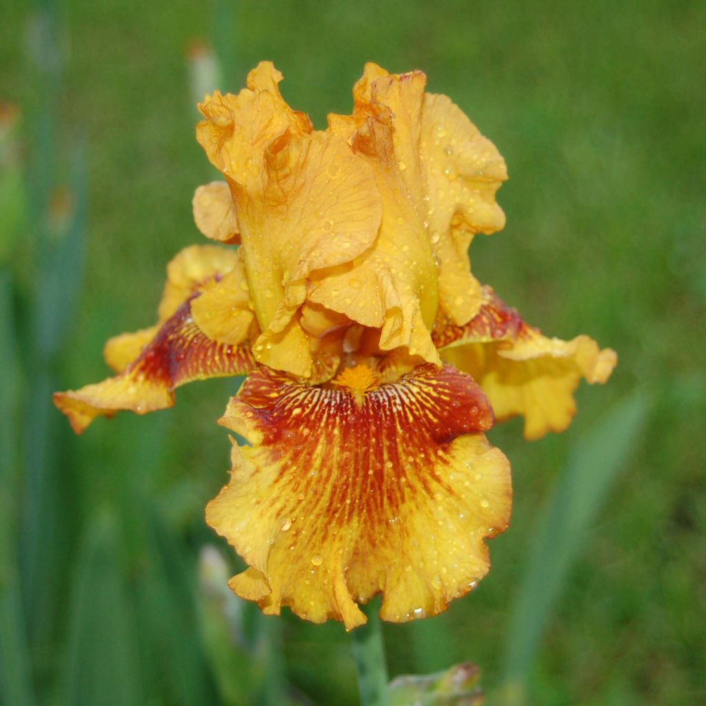 Iris germanica Burst