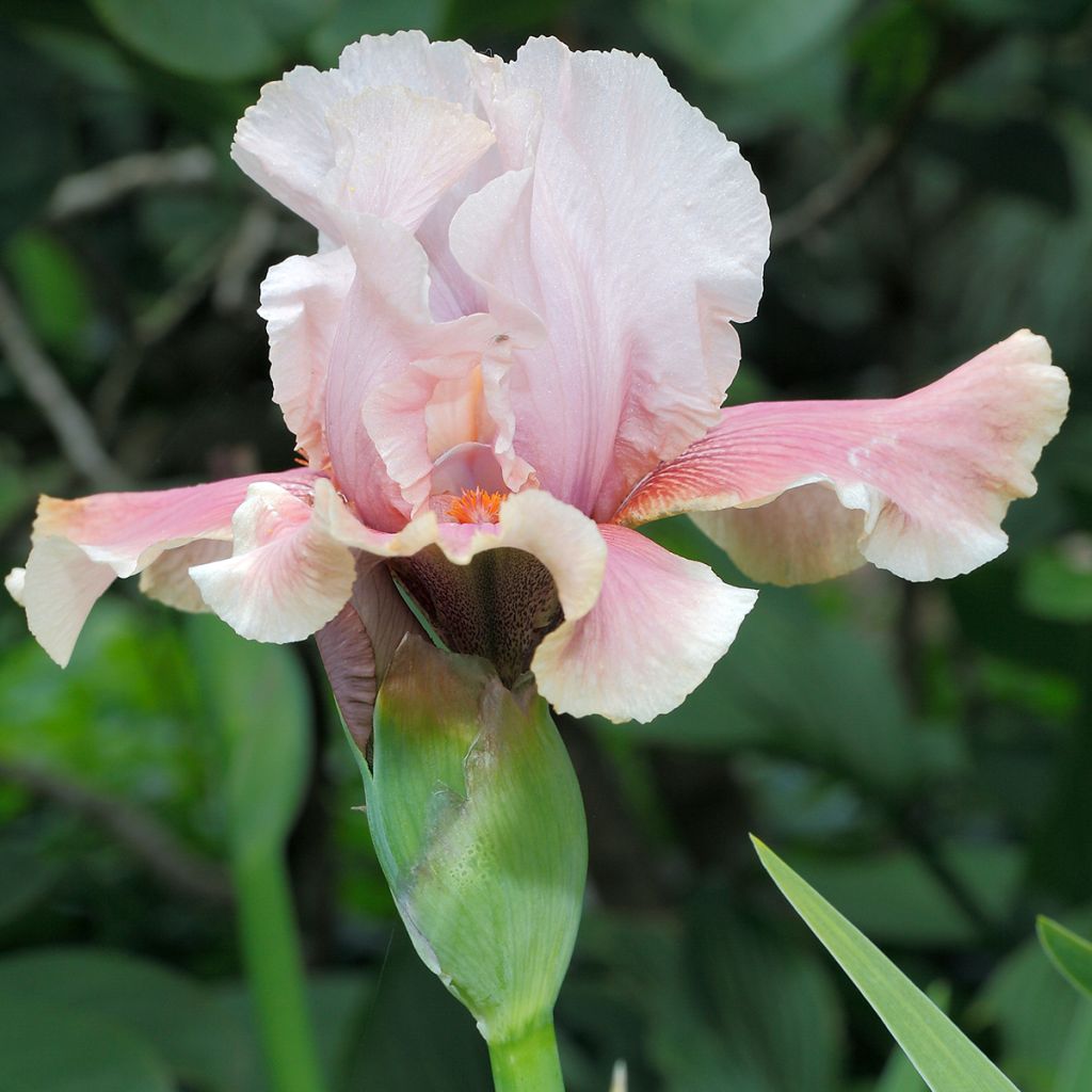 Iris germanica Cameo Wine - Bearded Iris