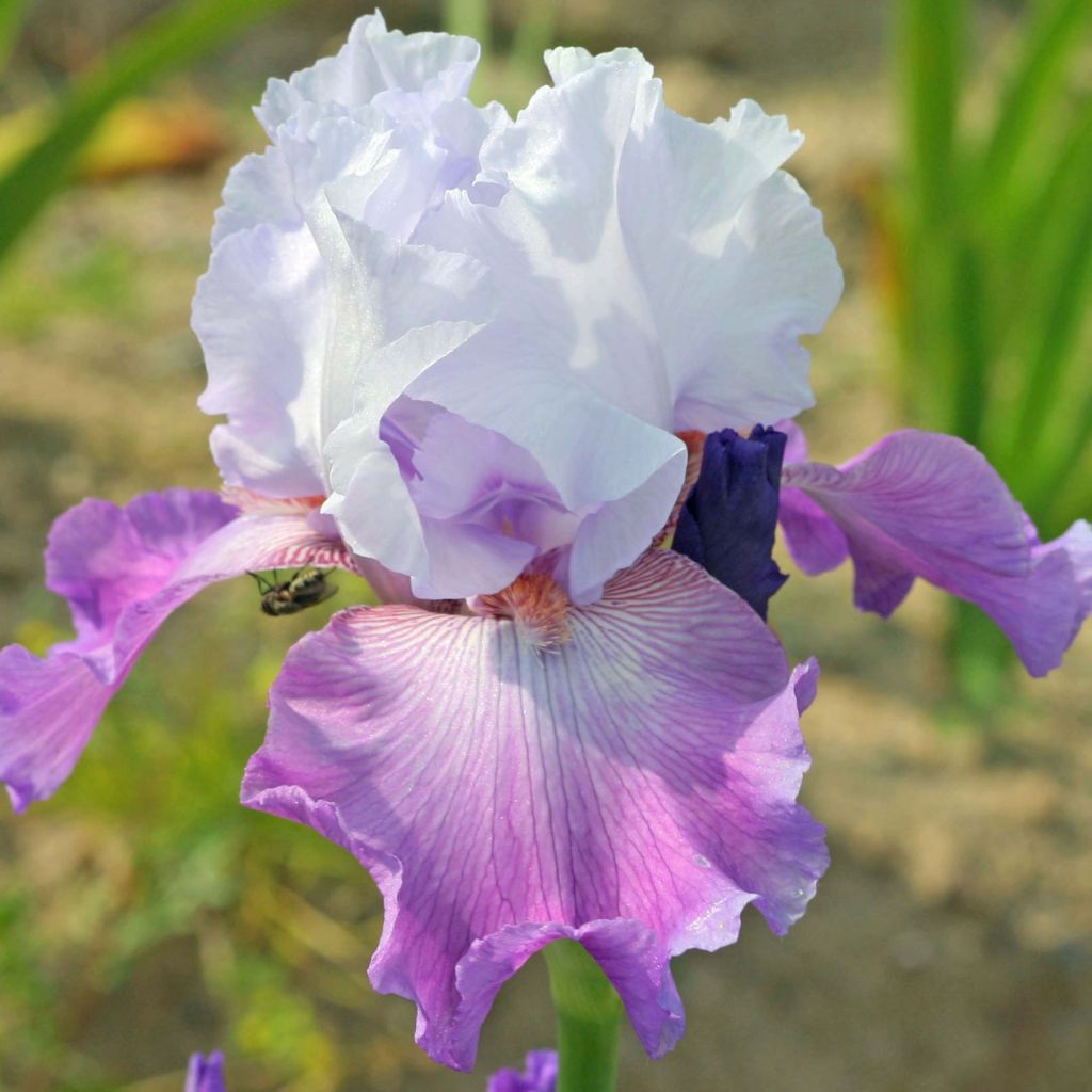 Iris germanica Carl and Sissy - Bearded Iris