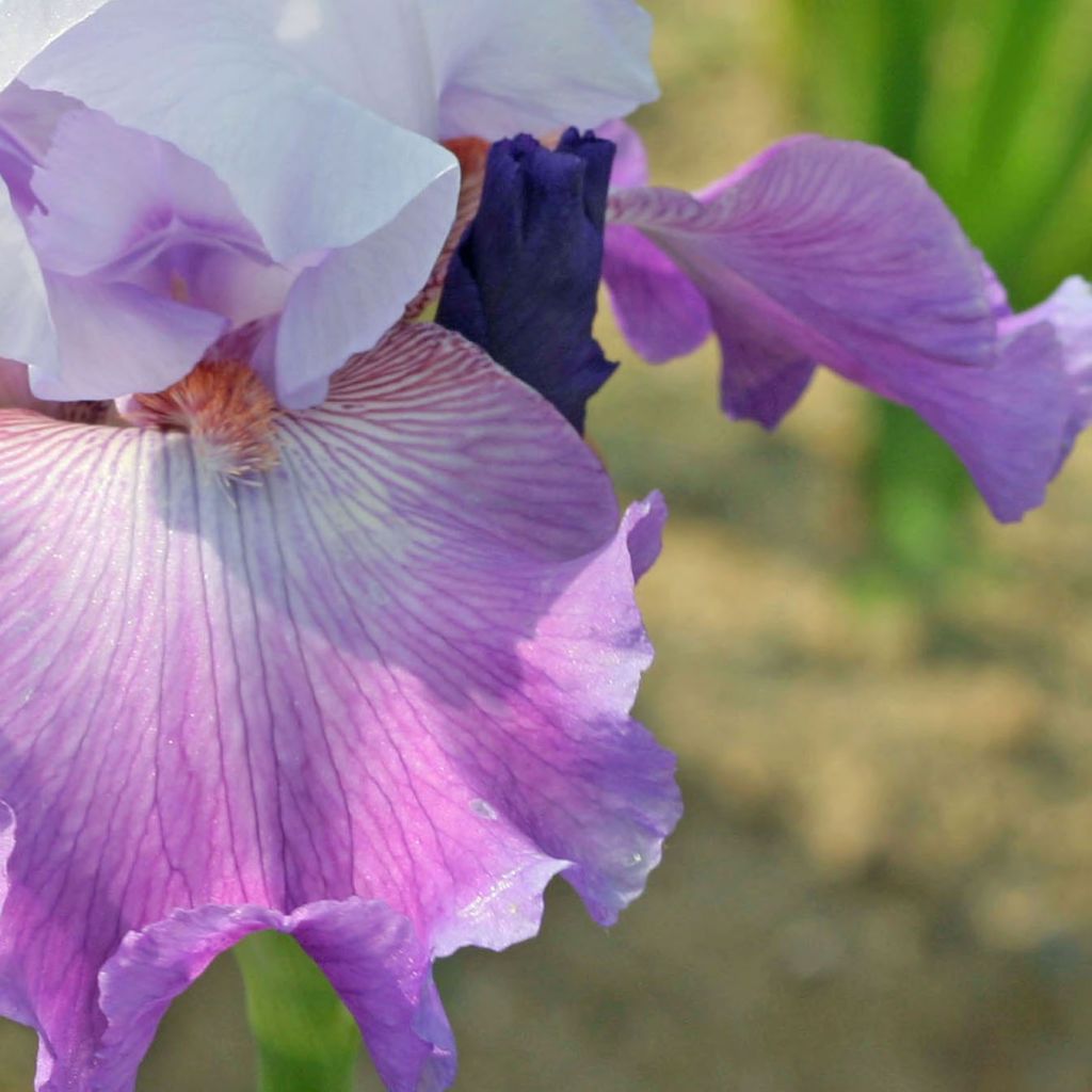 Iris germanica Carl and Sissy - Bearded Iris