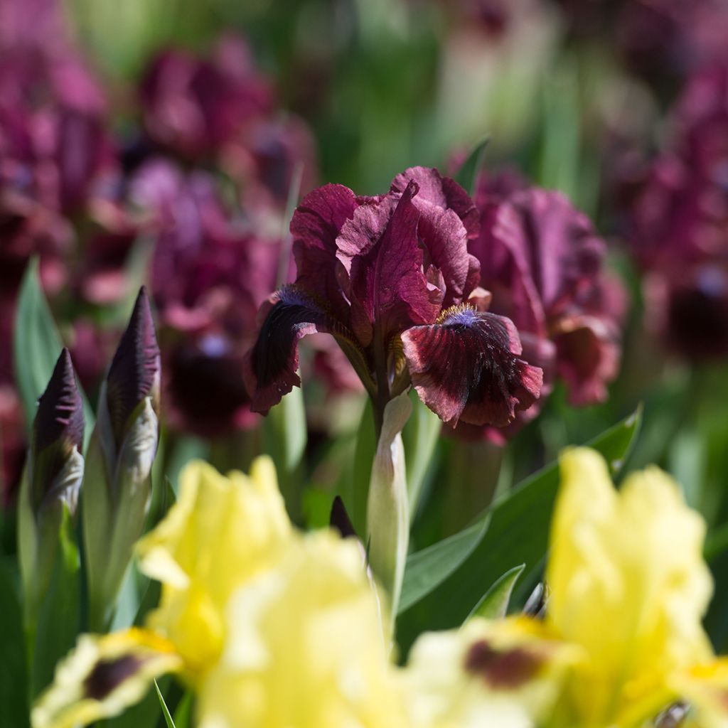 Iris germanica Cats Eye - Bearded Iris