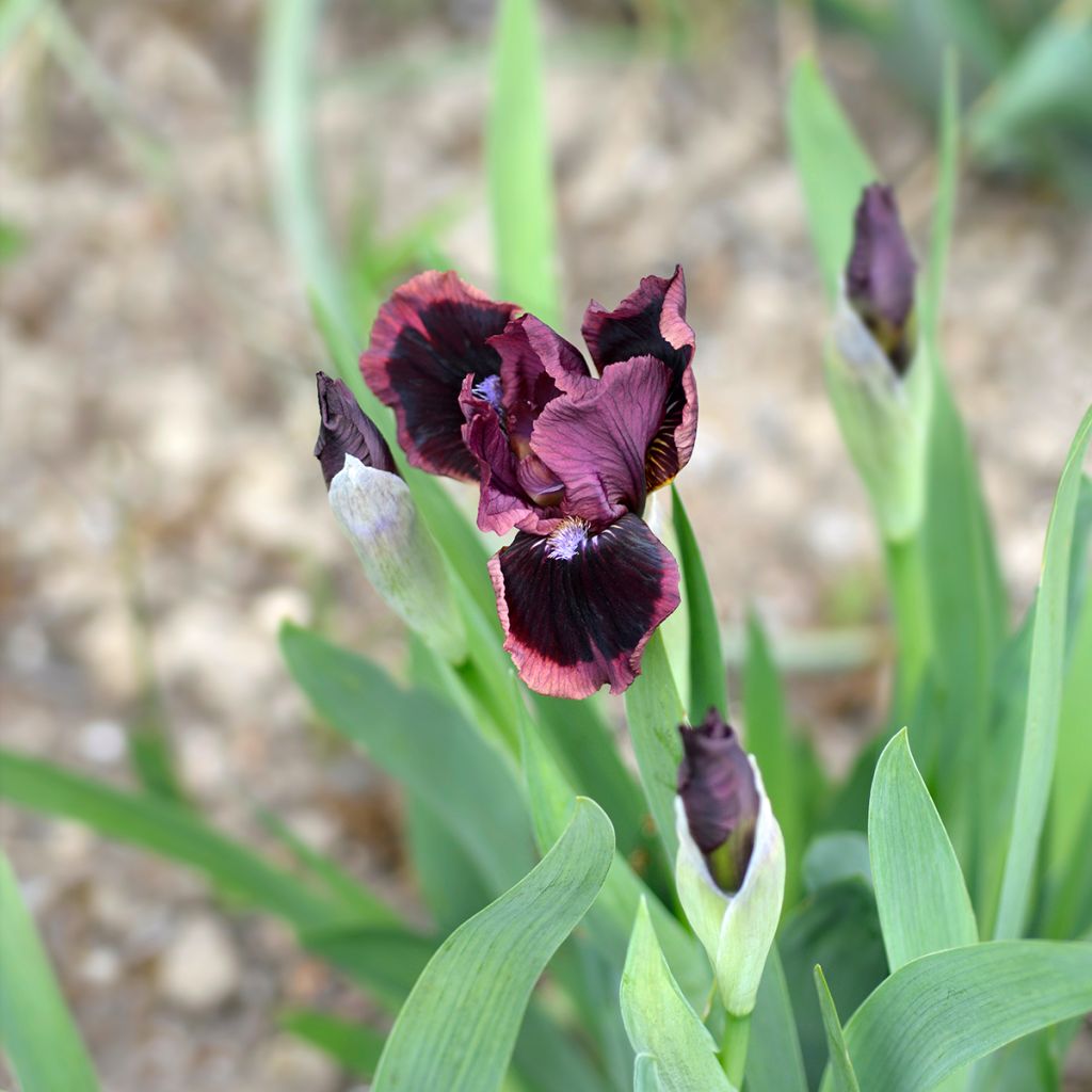 Iris germanica Cats Eye - Bearded Iris