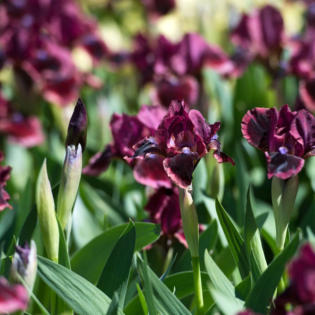 Iris germanica Cats Eye - Bearded Iris