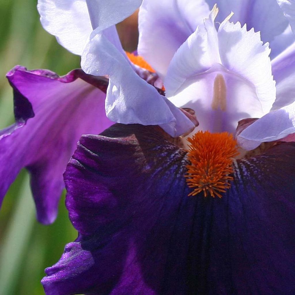 Iris germanica Chelsea Bleu - Bearded Iris