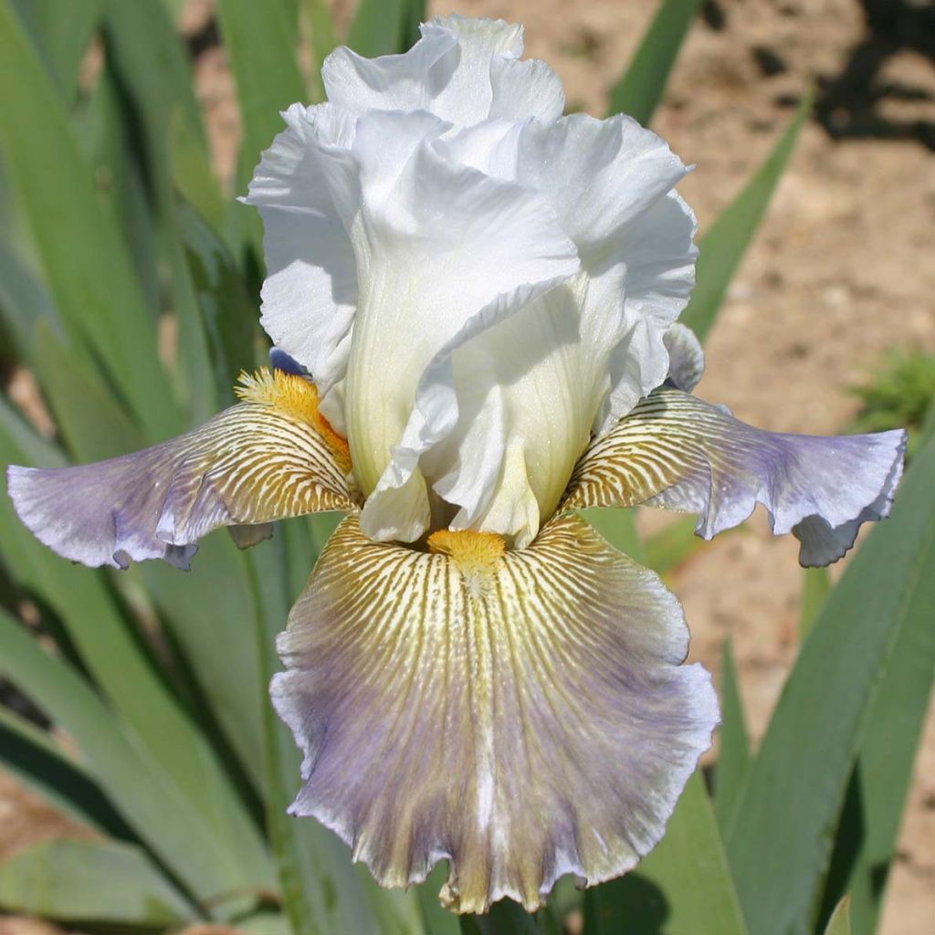 Iris germanica Ciel Gris sur Poilly - Iris des Jardins 