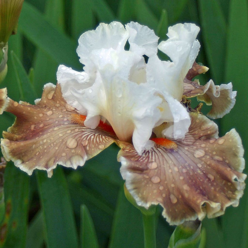 Iris germanica Coffee Whisper - Bearded Iris