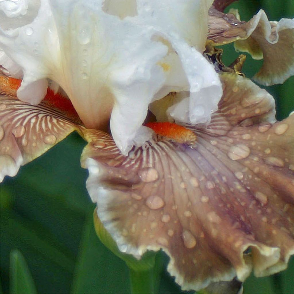 Iris germanica Coffee Whisper - Bearded Iris