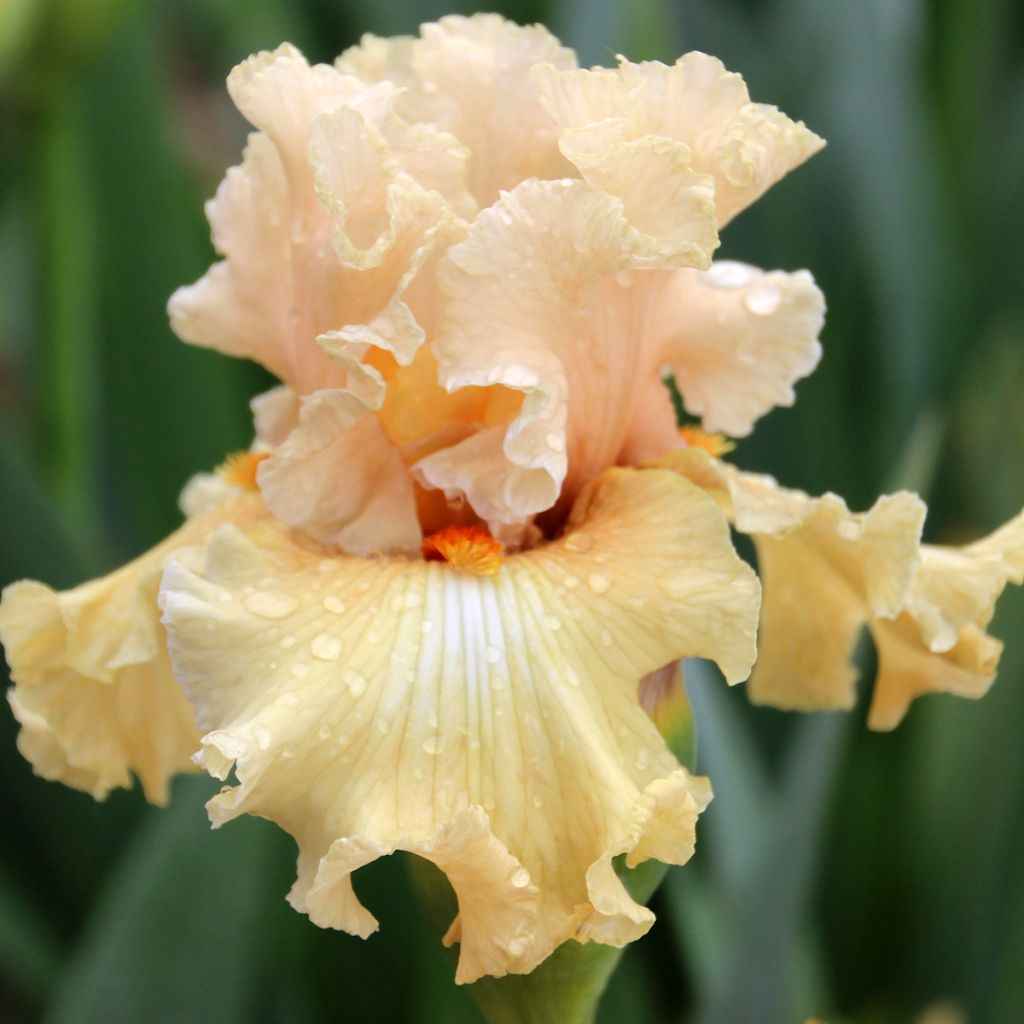 Iris germanica Comes The Dawn - Bearded Iris
