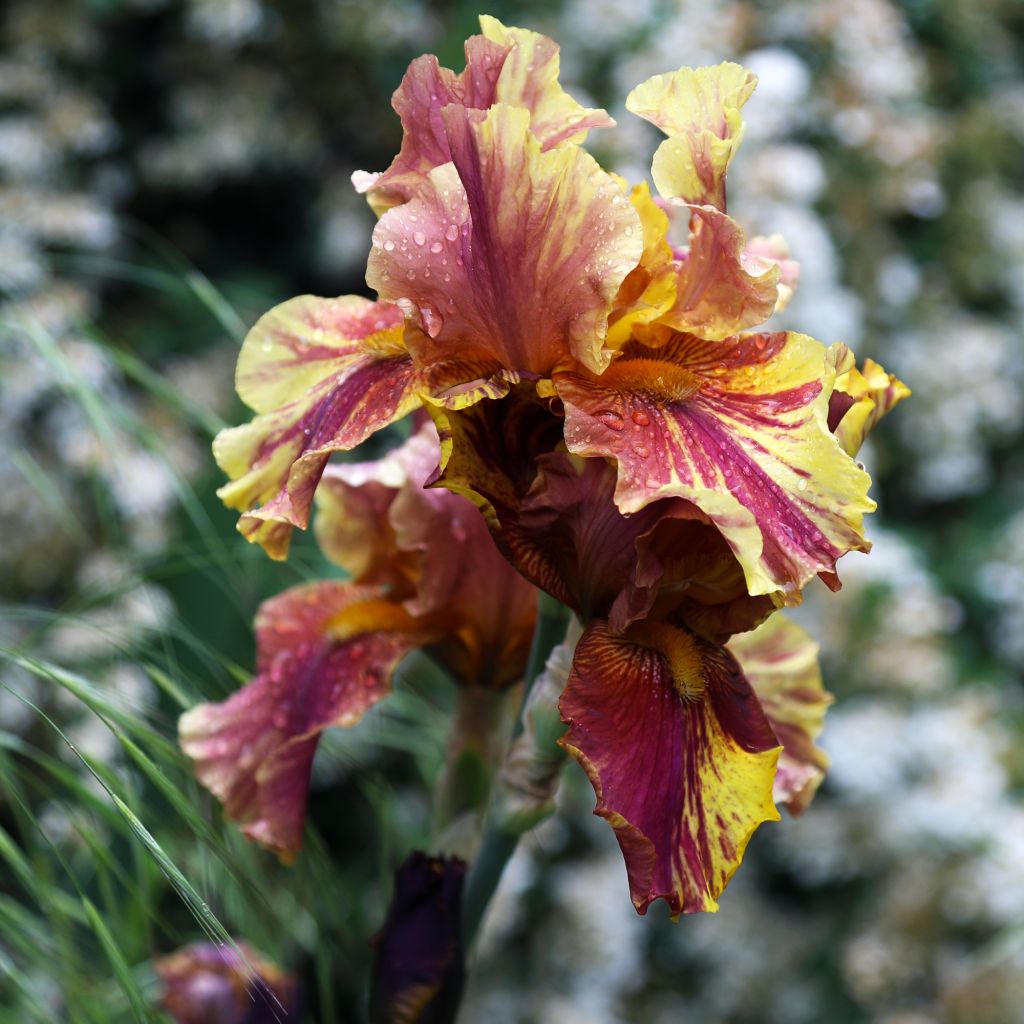 Iris germanica Crimson Tiger
