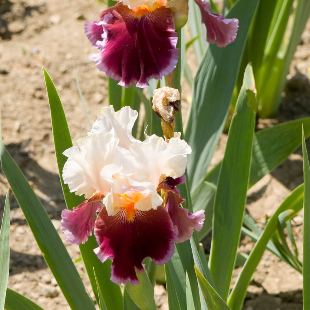 Iris germanica Dance Hall Dandy - Bearded Iris